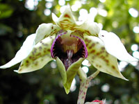 Dendrobium atroviolaceum