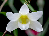 Dendrobium auriculatum