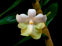 Dendrobium austrocaledonicum