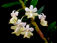 Dendrobium austrocaledonicum