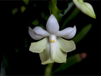 Dendrobium austrocaledonicum