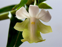 Dendrobium austrocaledonicum