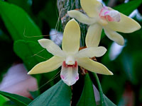 Dendrobium balzerianum