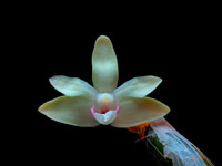 Dendrobium balzerianum