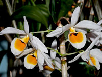 Dendrobium bensoniae