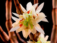 Dendrobium bracteosum