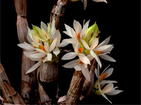 Dendrobium bracteosum