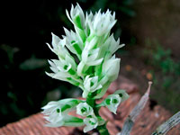 Dendrobium capituliflorum