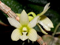 Dendrobium chameleon