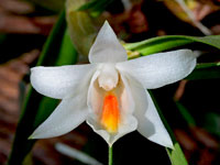 Dendrobium christyanum