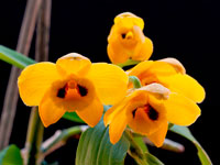 Dendrobium chrysanthum