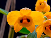 Dendrobium chrysanthum