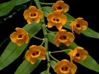 Dendrobium chrysanthum