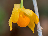 Dendrobium chrysocrepis