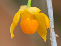 Dendrobium chrysocrepis