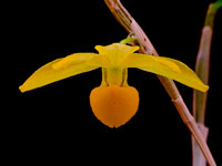 Dendrobium chrysocrepis