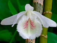 Dendrobium polyanthum