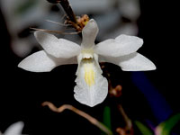 Dendrobium crumenatum