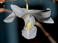 Dendrobium crumenatum