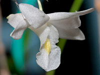 Dendrobium crumenatum