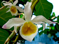 Dendrobium crystallinum