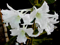 Dendrobium dearei