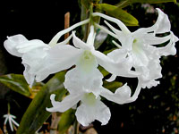 Dendrobium dearei