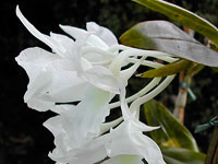 Dendrobium dearei