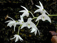 Dendrobium delicatum