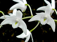 Dendrobium delicatum