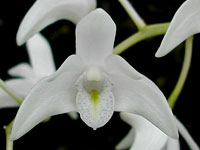 Dendrobium x delicatum