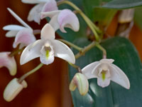 Dendrobium x delicatum