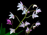 Dendrobium x delicatum