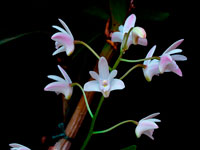 Dendrobium x delicatum