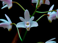 Dendrobium x delicatum