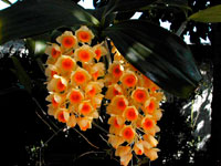 Dendrobium densiflorum