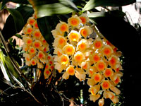 Dendrobium densiflorum