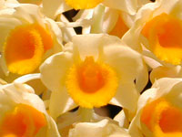 Dendrobium densiflorum