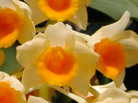 Dendrobium densiflorum