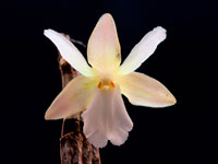 Dendrobium derryi