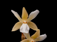 Dendrobium derryi