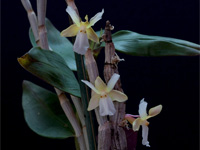 Dendrobium derryi