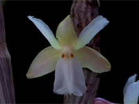 Dendrobium derryi