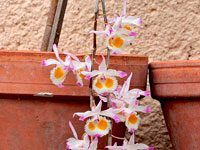 Dendrobium devonianum