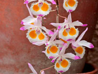 Dendrobium devonianum