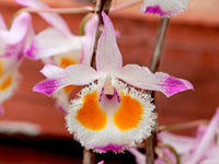 Dendrobium devonianum