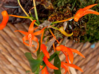 Dendrobium dickasonii