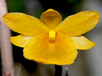 Dendrobium dixanthum