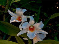 Dendrobium draconis