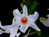 Dendrobium draconis